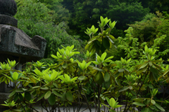 230604e平野神社12