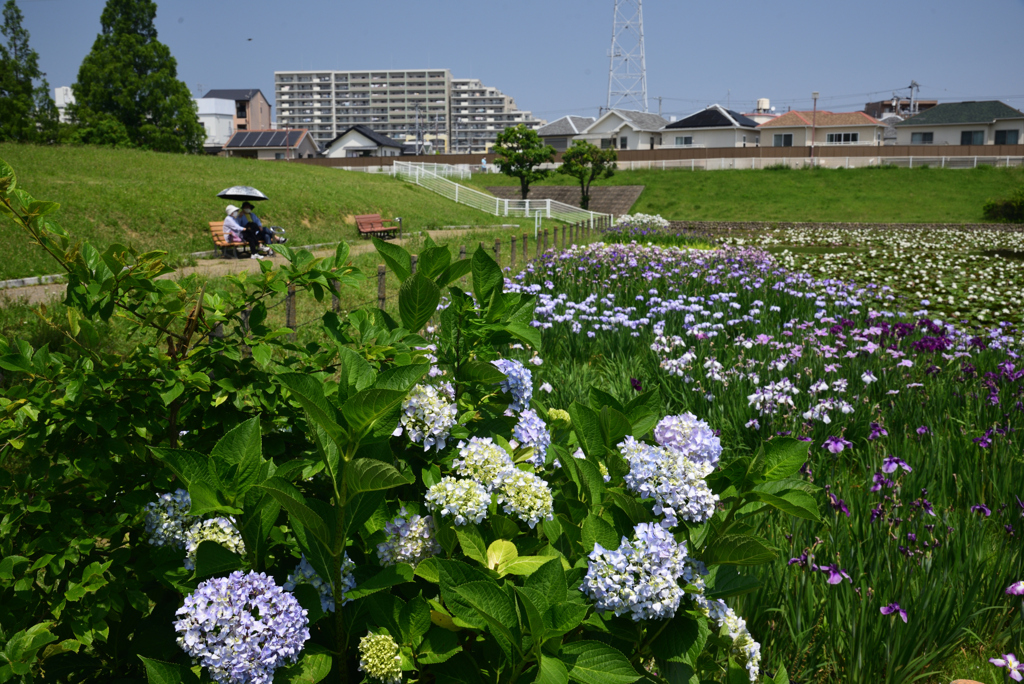 200602a白鷺公園06