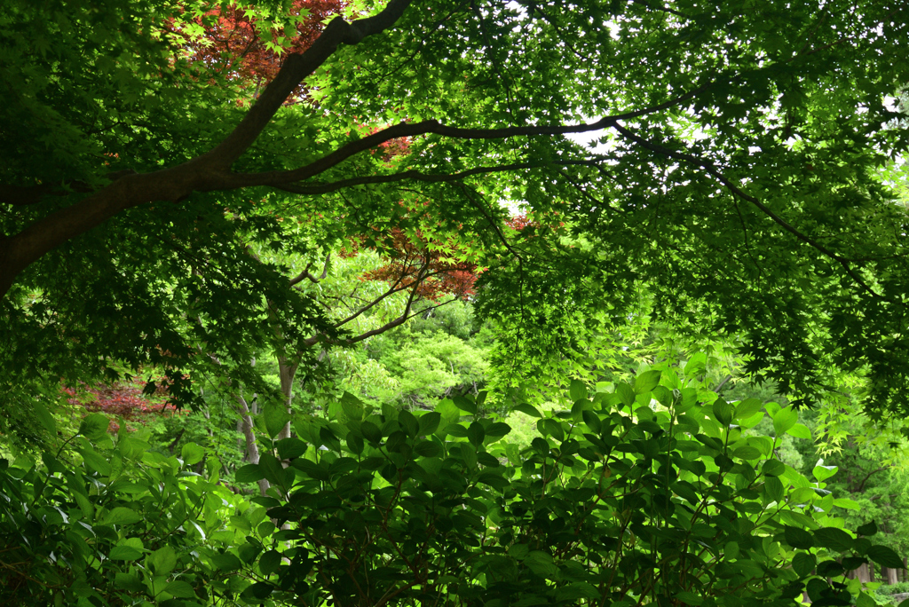 220510長居植物園53