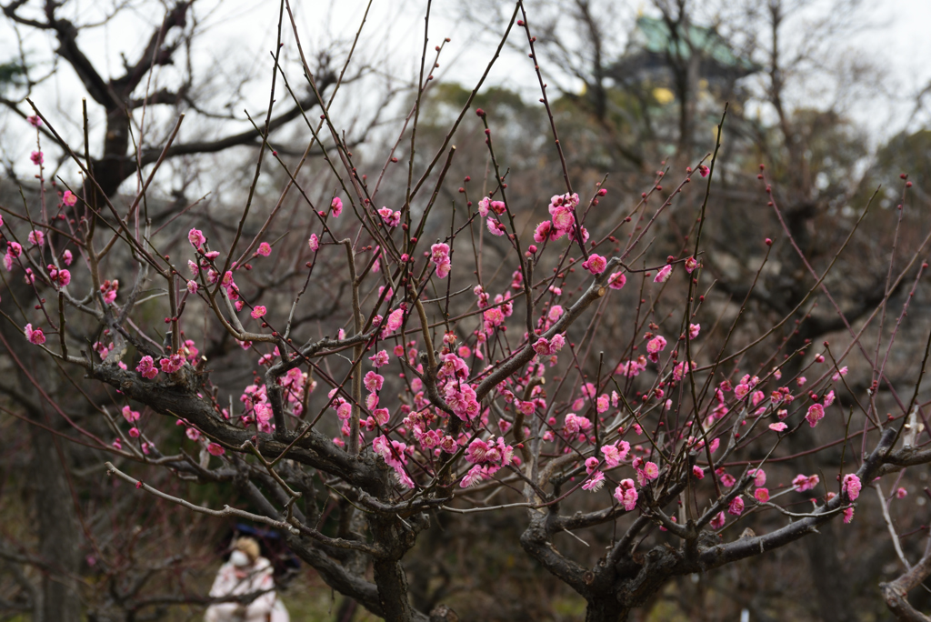190209大阪城29寒紅