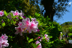 250429c萬葉植物園05