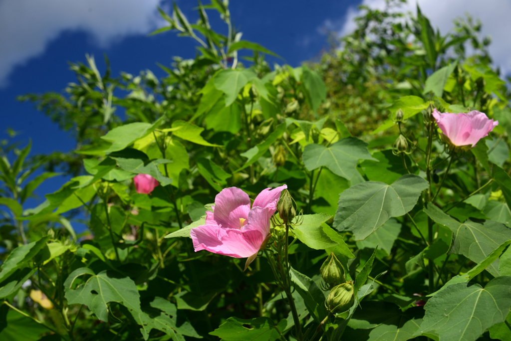 240823京都植物園44