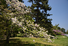 190422b京都御苑17