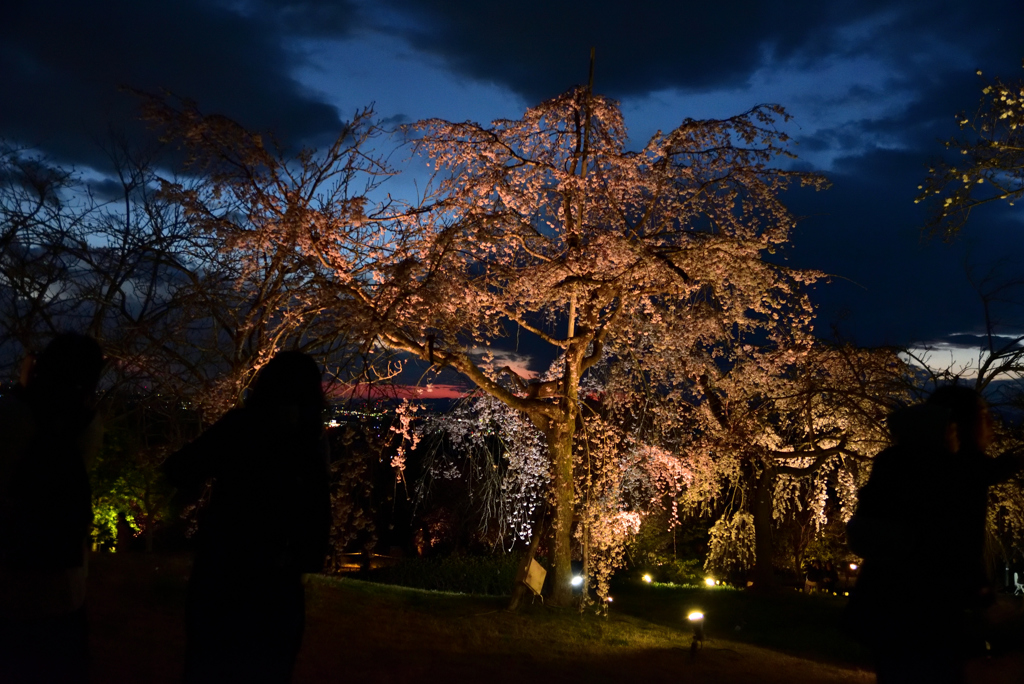 190331c宇治植物園59