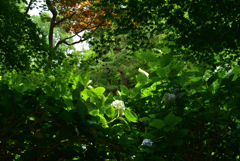 220619長居植物園36