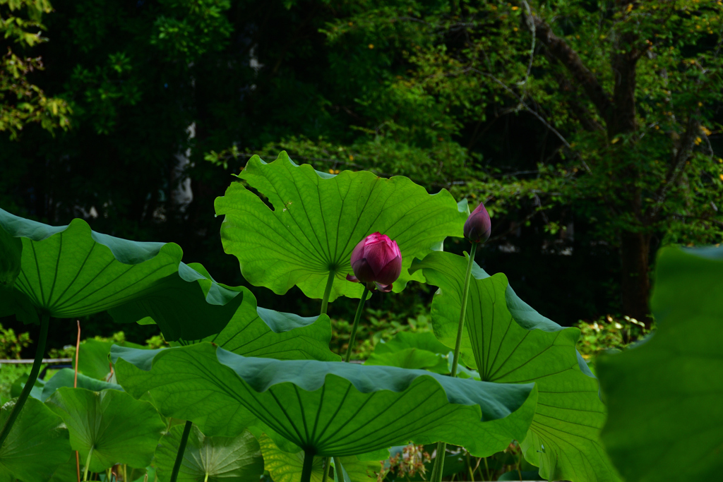 250902京都植物園18