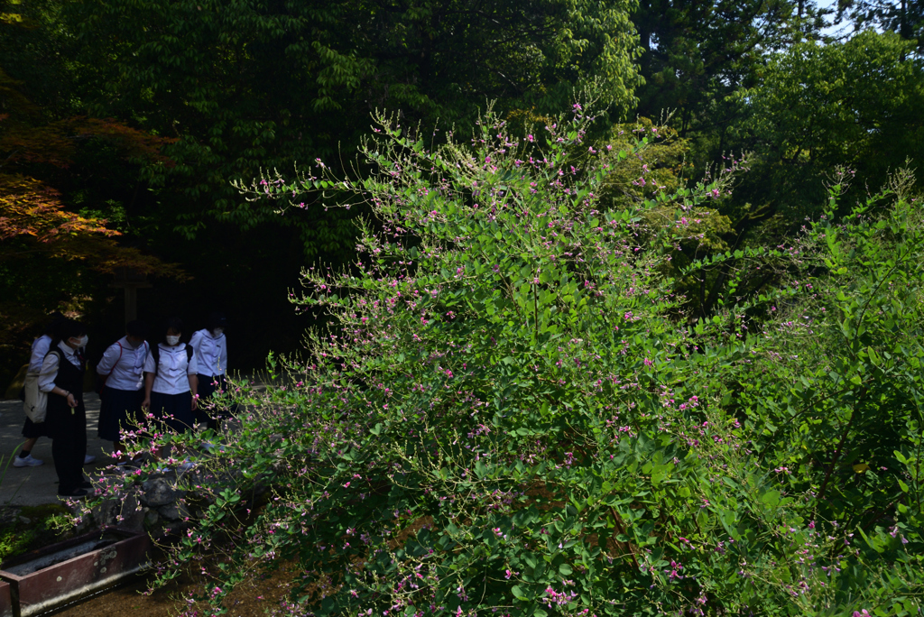 220915a上賀茂神社14