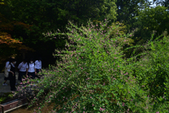 220915a上賀茂神社14
