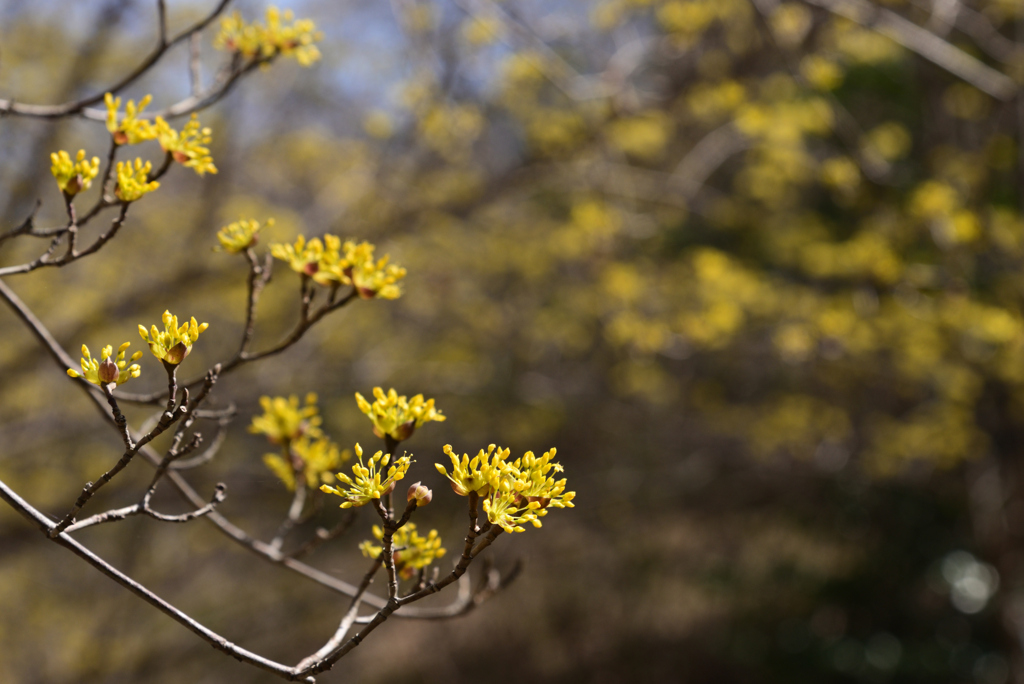 220316a市大植物園17