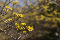 220316a市大植物園17
