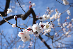 210224b京都御苑30