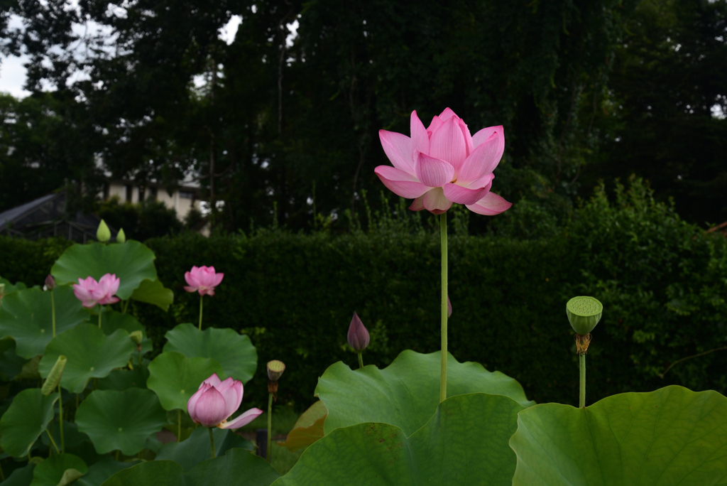 210716a京都植物園45