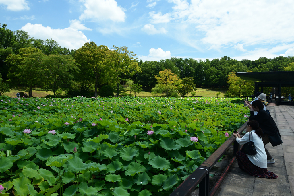 250712万博公園31