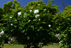 230509京都植物園41Annapurna