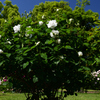 230509京都植物園41Annapurna