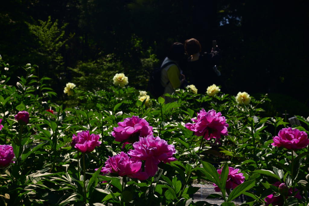 240510b京都植物園31