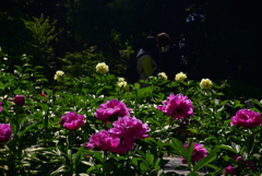 240510b京都植物園31