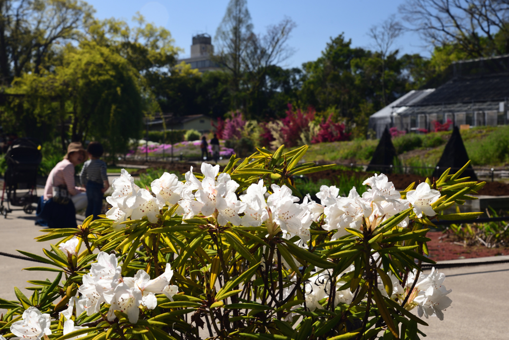 190420d京都植物園39