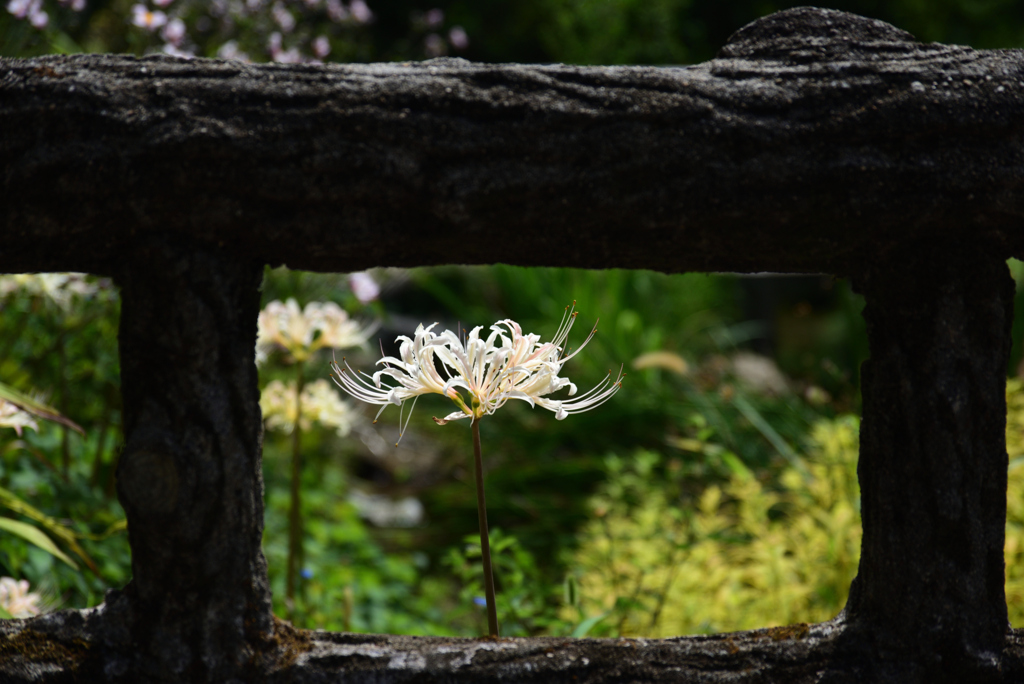 190917京都植物園14