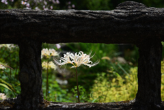 190917京都植物園14