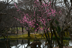 240217a京都植物園19