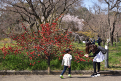 200321京都植物園20
