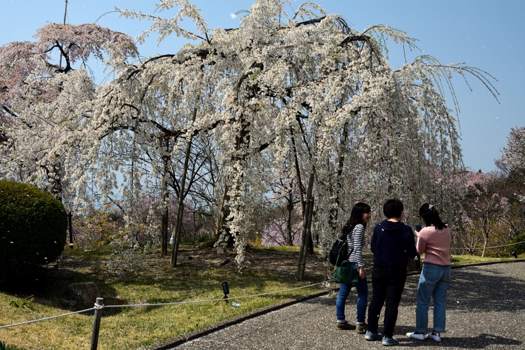 180329宇治植物園08+
