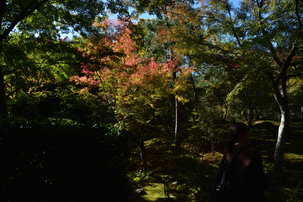 191109a天龍寺44