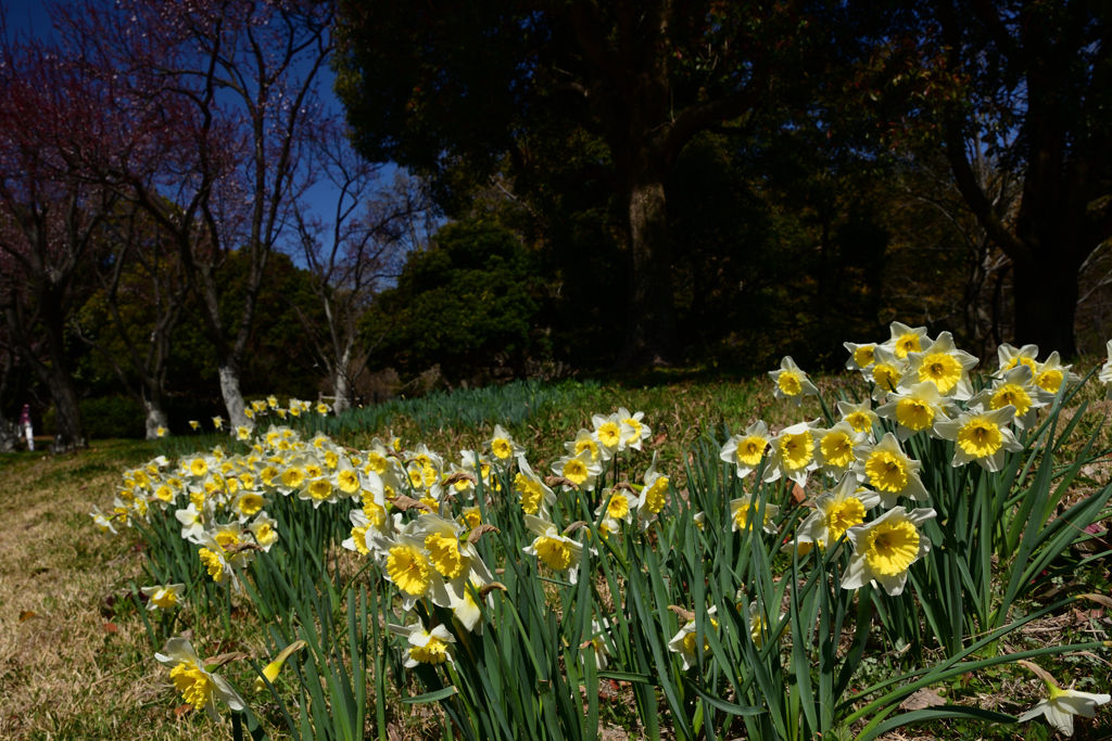 230314a山田池公園20