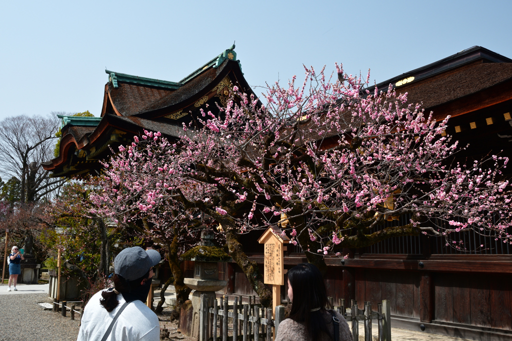 250325c北野天満宮09