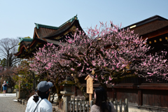 250325c北野天満宮09
