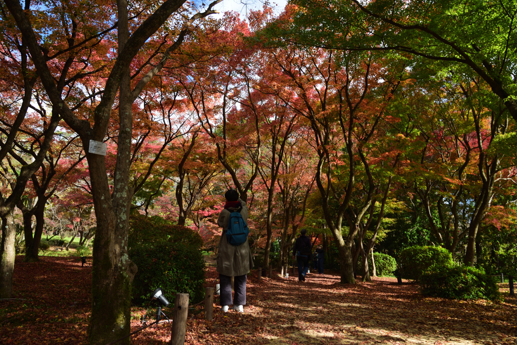 201121a京都植物園15