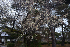 250307a相国寺02