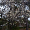 250307a相国寺02