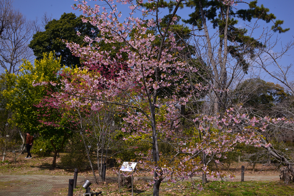 240316a京都植物園35