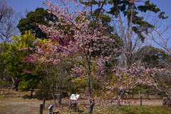 240316a京都植物園35