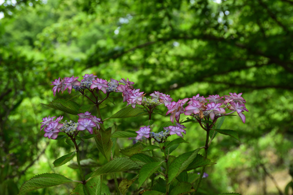 200609馬見丘陵公園44