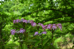 200609馬見丘陵公園44