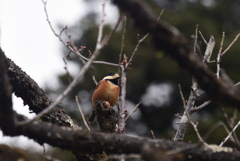 230214京都植物園53