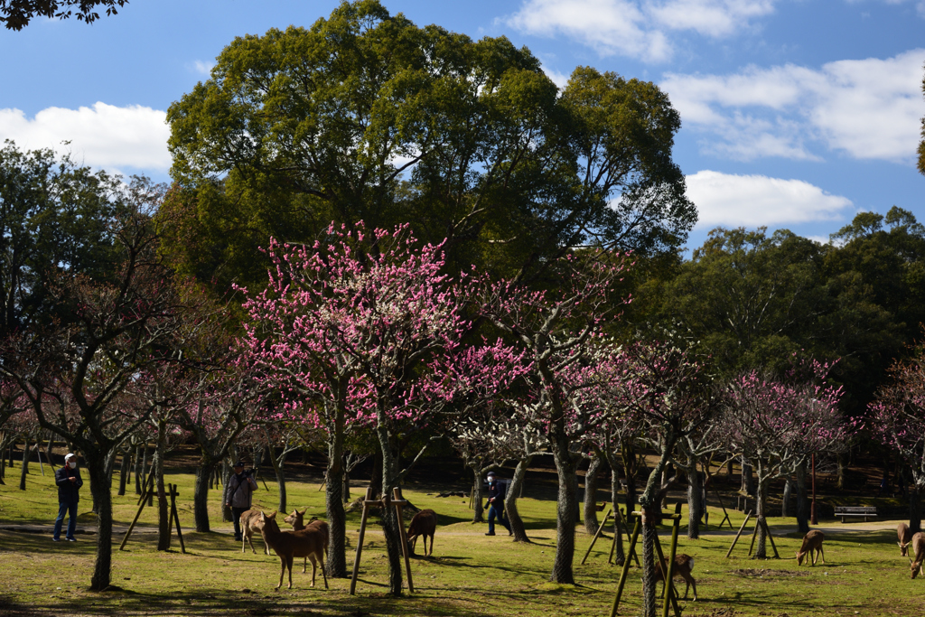 200306a奈良公園12