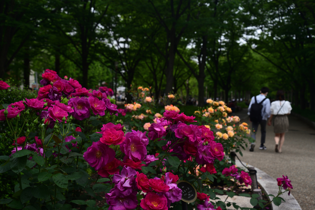 220515b靭公園04News