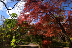 211204京都植物園08