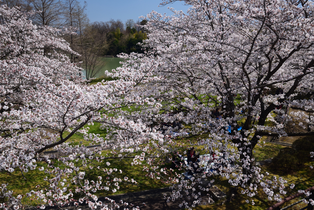 190404a馬見丘陵公園48