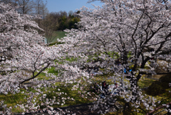 190404a馬見丘陵公園48