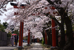 230330d竹中稲荷20