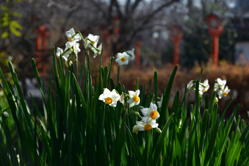 260117b平野神社06