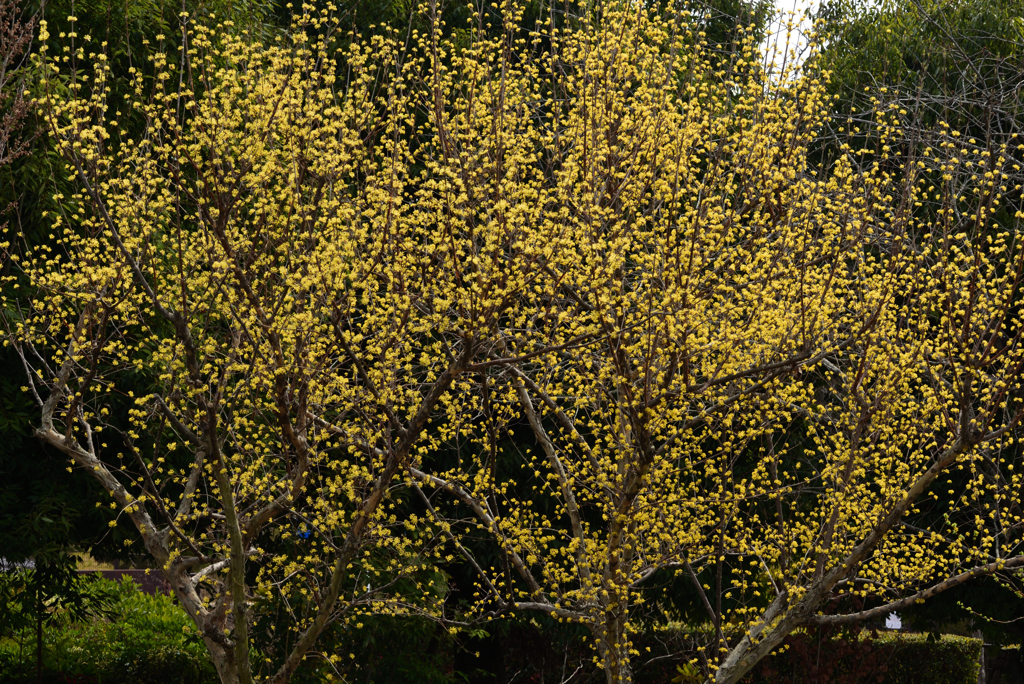 190323宇治植物園34