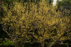 190323宇治植物園34