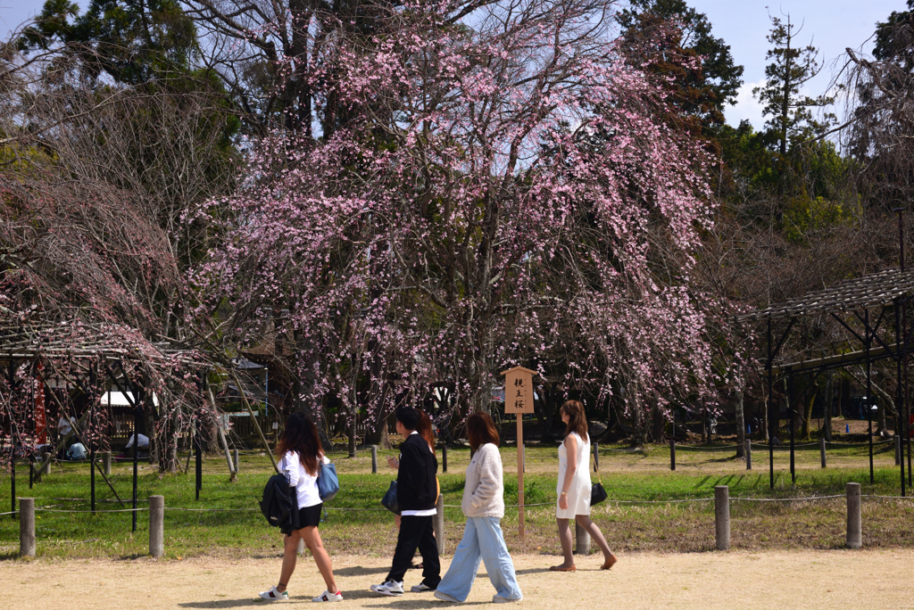 240330a上賀茂神社17