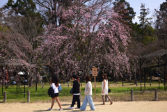 240330a上賀茂神社17